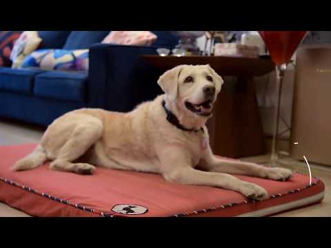 Senior Dog Care - Caring For Senior Dogs by Rashi at Heads Up For Tails