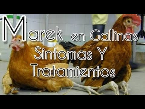 , title : 'MAREK EN GALLINAS SINTOMAS Y TRATAMIENTOS'