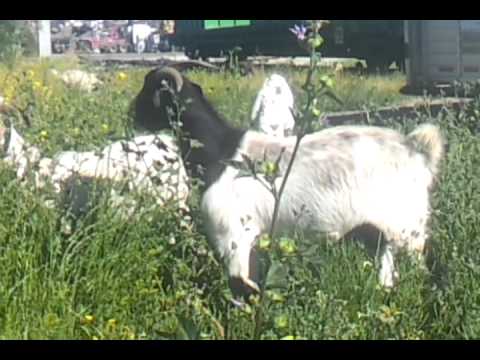 Goats eating weeds...