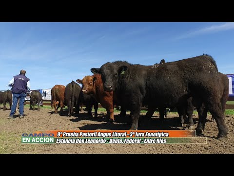 Angus Litoral Realizo su 9º Prueba Pastoril del Litoral en Federal - Julian Pessolani