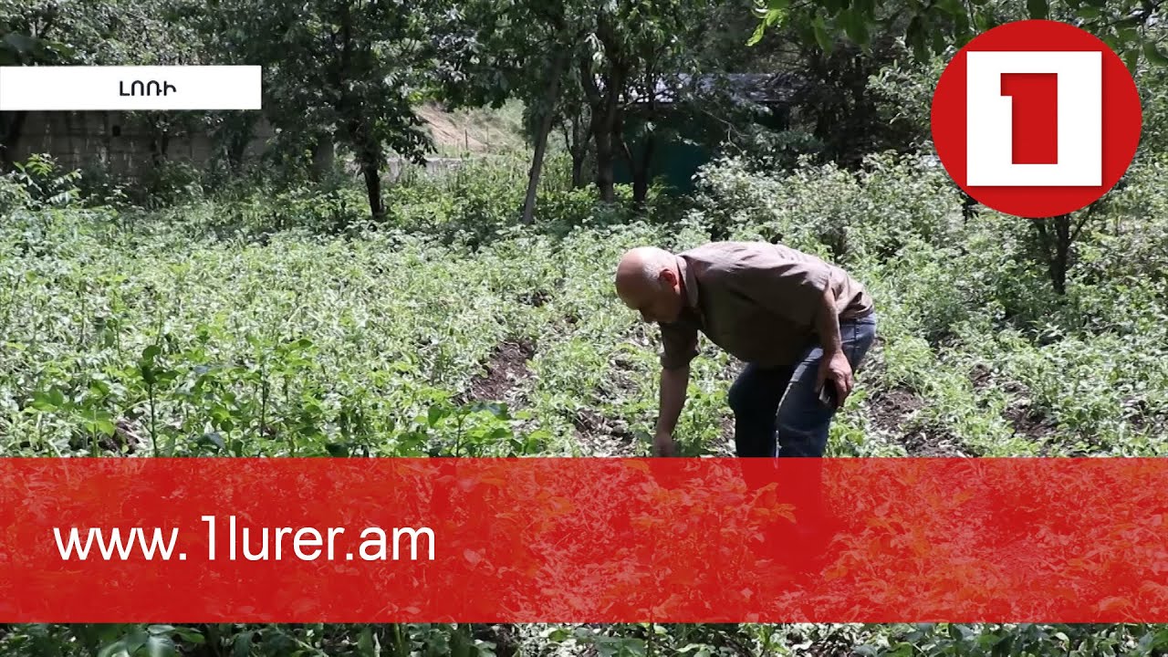 Լոռիում տեղացած ուժեղ կարկուտը մեծ վնասներ է հասցրել տնտեսությանը