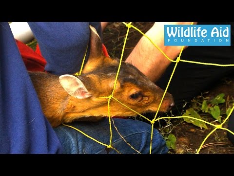 The deer that doesn't want to be caught! - Tricky Muntjac Rescue