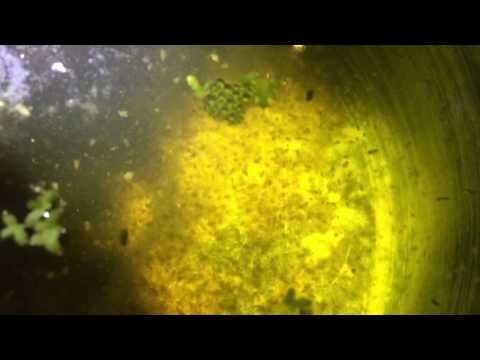 3 gallon bucket of daphnia magna culture