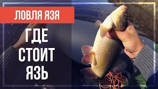 Ловля язя в октябре на оби