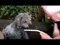 Barney The Talking Dog Orders Food In Pub