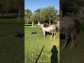 Cheval Pure Sang Arabe 5ans 