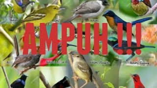 Download lagu PIKAT BURUNG KECIL DAN SEJENISNYA  ( untuk download MP3 klik deskripsi) #pikatampuh #pikatanburung mp3