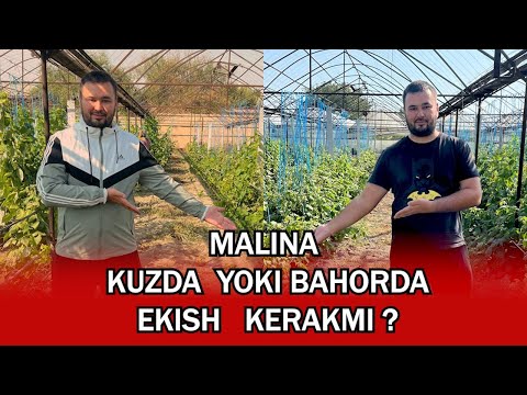 Malina Ko’chati uchun tel 978994040