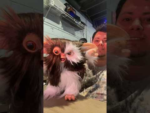My son. #gizmo #gremlins #props #puppets #mogwai #secretsofthemogwai