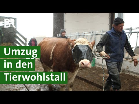 , title : 'Mehr Tierwohl für Kühe: Umzug von der Anbindehaltung in den Kompostierungsstall | Unser Land | BR'