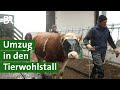 Mehr Tierwohl Für Kühe Umzug Von Der Anbindehaltung In Den Kompostierungsstall Unser Land BR