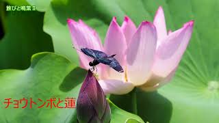 チョウトンボと蓮 2025 07 19