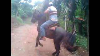 Antonio Aguilar caballo bayo