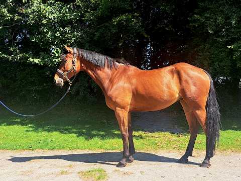 MC Raglan Road ☆ (HHS CORNET x SHANNONDALE SARCO) - Video 2 video thumbnail