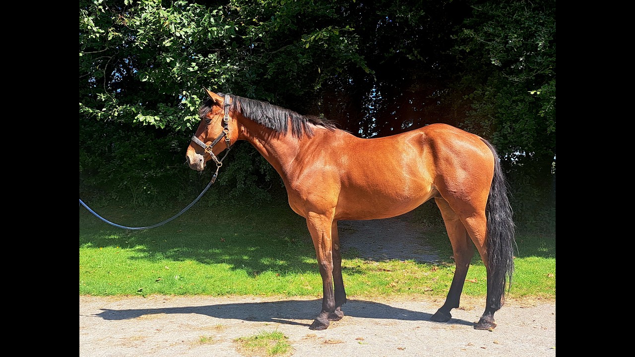 MC Raglan Road ☆ (HHS CORNET x SHANNONDALE SARCO) video 1