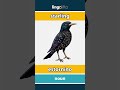 starling - estornino video thumbnail