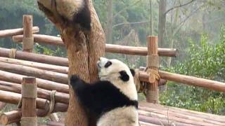 Video : China : Giant pandas at the ChengDu 成都 Panda Research Center