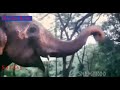 Yunhi Kat Jaayega Safar New Jhankar Hum Hain Rahi Pyar Ke 1993 Jhankar