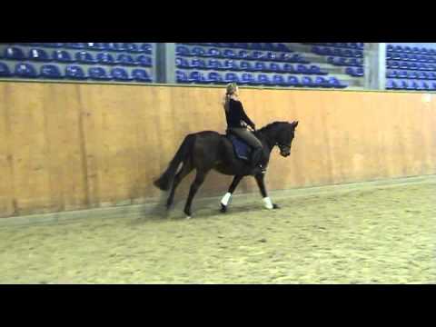 Der feine Lord AT-Chantre B Reitpony-Wallach * 2005