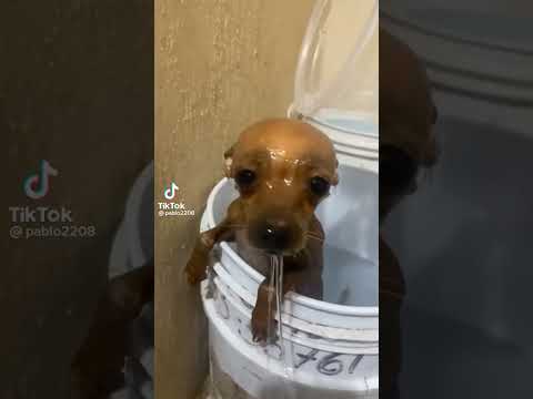 Bañaron a un inocente 😔🤣 #youtubeshorts #parati #perritos