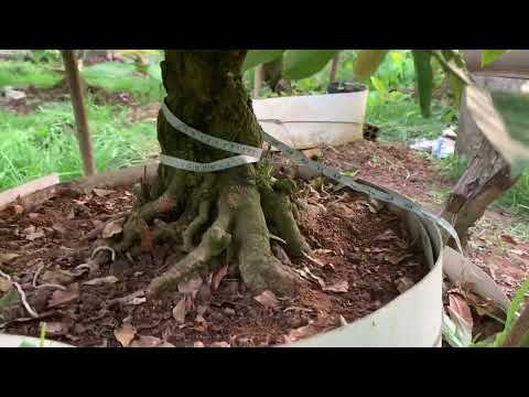 mai xù h45 c170. 0934 459 459. cây zin.