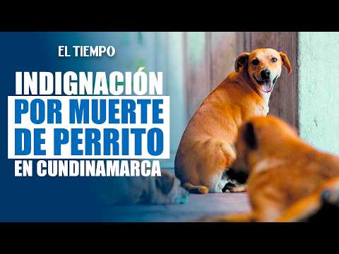 Aberrante caso de maltrato animal en Cundinamarca; perro fue quemado vivo | EL TIEMPO