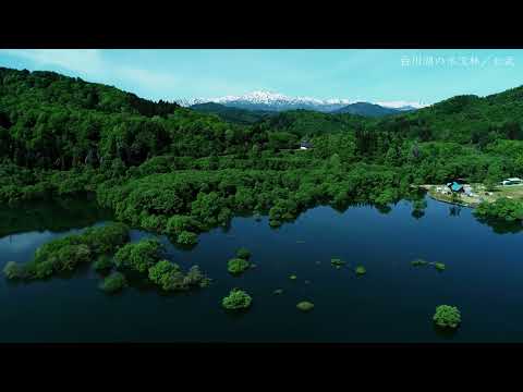 【公式】白川湖の水没林｜山形県飯豊町