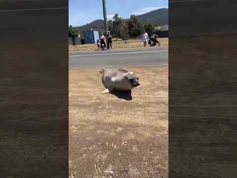 That one time Neil wanted to eat the dog 🐶 #neiltheseal 🦭