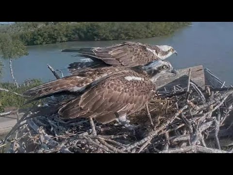 Captiva Osprey Cam | Mating between Andy and Lena this morning | 08.01.2022