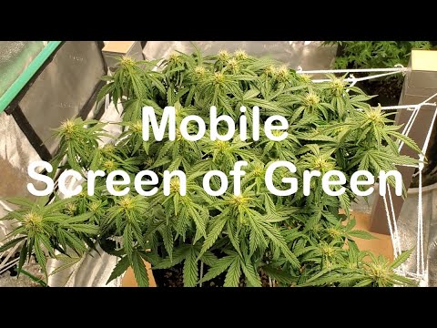 Transplanting Tips and a Mobile Screen of Green