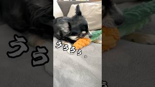 犬、寝坊したママにちょっとキレる。  #犬との暮らし #chihuahua #dog