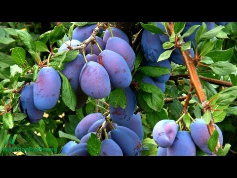 download lagu mp3 mp4 Are Dried Prunes Acidic Or Alkaline, download lagu Are Dried Prunes Acidic Or Alkaline gratis, unduh video klip Are Dried Prunes Acidic Or Alkaline