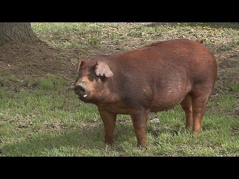 Bélférgek, bélférgesség - Sertés tüdő paraziták