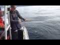 Hälleflundra 175 cm C&R, Nappstraumen, Lofoten Nordic Sea Angling 