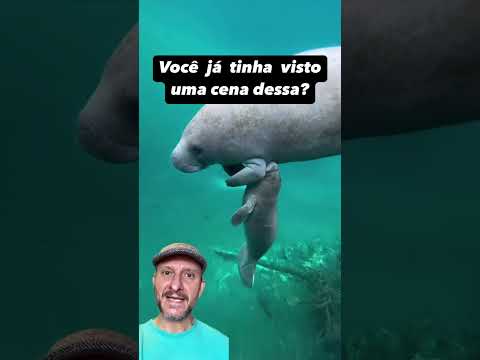 Peixe-boi mamando! Lindo!