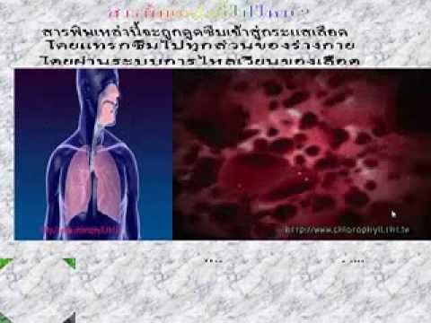 หน้าอกเล็กยาว หน้าอกเล็กมาก