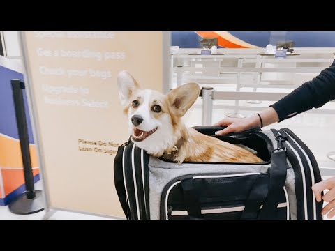 How to Fly with Your Dog in a Carrier