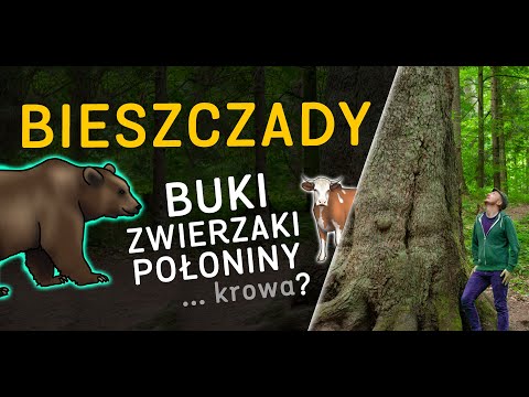 Bieszczady! 🌲 Zwierzaki, krzywulce, szlaki i rekordowe drzewo! - o Lesie odc. 51