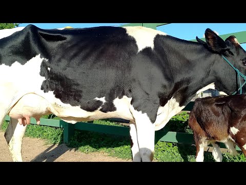 Feira de Gado Venturosa Pe.10/03/26