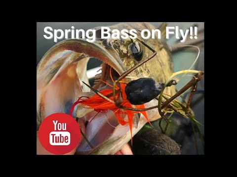 Spring bass on the fly rod  