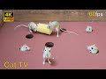 Cat TV mice for cats to watch | Mouse hide and seek on screen 8 hour 60fps 4k