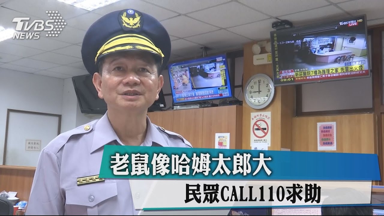 老鼠像哈姆太郎般大 民眾CALL110求助