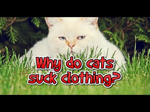 Why Does My Cat Suck & Nurse On My Clothes?