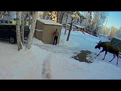 Alaska man ducks into shed to avoid bull moose