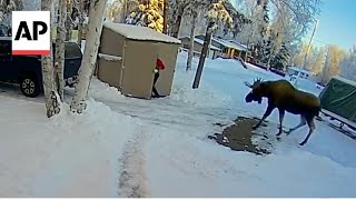 [問卦] 遇到駝鹿要跑嗎？