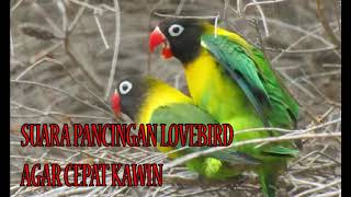 Download lagu Suara Pancingan Lovebird biar cepet kawin dan bertelur mp3