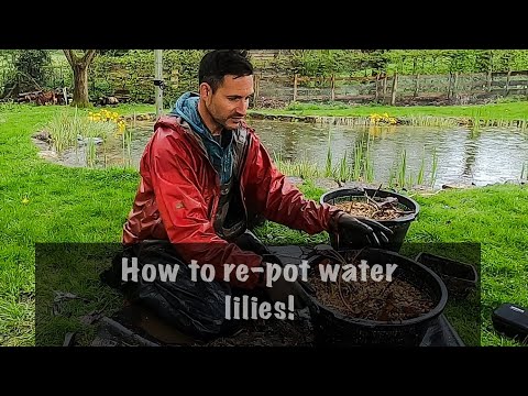 How to re-pot a water lily