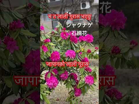 シャクナゲには本当に毒があるのでしょうか? 植物