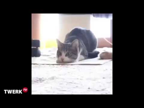 kedi twerk harika | cat twerk Vine 2014