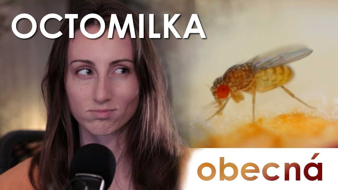 Octomilky